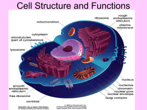 Cell Structure and Functions: Organelles & Cell Theory