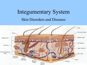 Integumentary System: Skin Disorders & Diseases Presentation