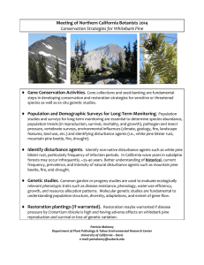 Meeting of Northern California Botanists 2014  Gene Conservation Activities Conservation Strategies for Whitebark Pine 