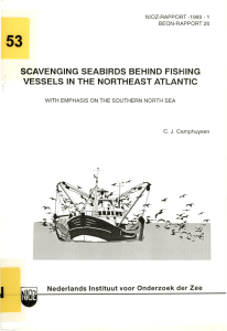 53 SCAVENGING  SEABIRDS  BEHIND  FISHING