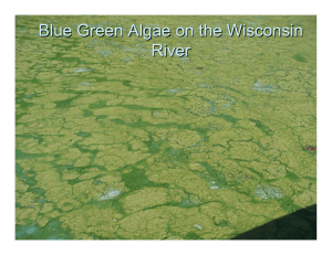 Blue Green Algae on the Wisconsin River
