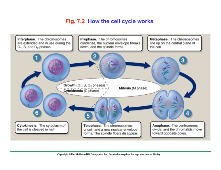 Fig 7 2 How The Cell Cycle Works