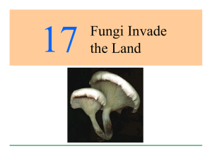 Fungi Invade the Land