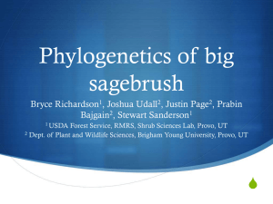 Phylogenetics of big sagebrush Bryce Richardson , Joshua Udall