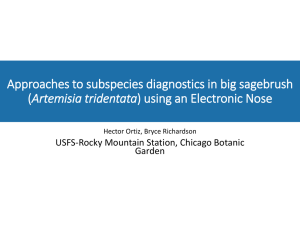 Approaches to subspecies diagnostics in big sagebrush Artemisia tridentata