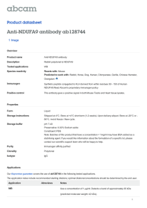 Anti-NDUFA9 antibody ab128744 Product datasheet 1 Image