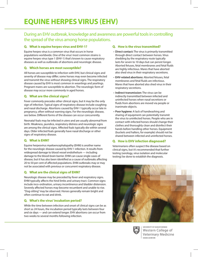 EQuinE HErpEs Virus (EHV)