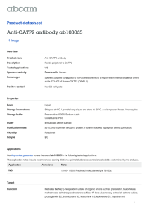 Anti-OATP2 antibody ab103065 Product datasheet 1 Image Overview