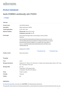 Anti-CDKN3 antibody ab175393 Product datasheet 2 Images