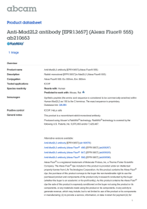 Anti-Mad2L2 antibody [EPR13657] (Alexa Fluor® 555) ab210653