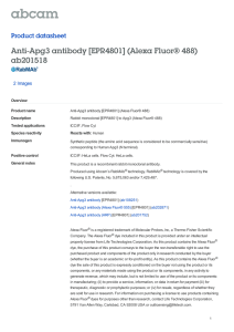 Anti-Apg3 antibody [EPR4801] (Alexa Fluor® 488) ab201518