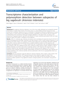 Transcriptome characterization and polymorphism detection between subspecies of big sagebrush (Artemisia tridentata)