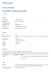 Anti-RINT1 antibody ab67429 Product datasheet 1 Image