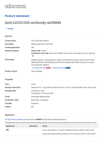 Anti-LOC51035 antibody ab98845 Product datasheet 1 Image