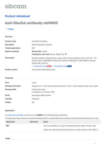 Anti-Ube2L6 antibody ab98855 Product datasheet 1 Image