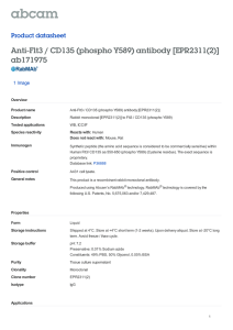 Anti-Flt3 / CD135 (phospho Y589) antibody [EPR2311(2)]