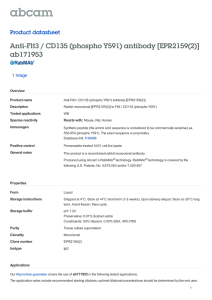 Anti-Flt3 / CD135 (phospho Y591) antibody [EPR2159(2)]