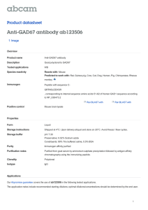 Anti-GAD67 antibody ab123506 Product datasheet 1 Image