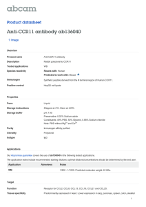 Anti-CCR11 antibody ab136040 Product datasheet 1 Image