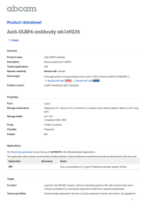 Anti-ULBP4 antibody ab169235 Product datasheet 1 Image Overview