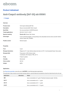 Anti-Caspr2 antibody [S67-25] ab105581 Product datasheet 2 Images Overview