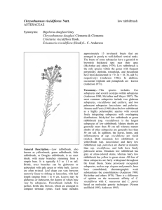 Chrysothamnus viscidiflorus  low rabbitbrush ASTERACEAE