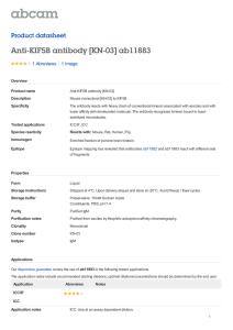 Anti-KIF5B antibody [KN-03] ab11883 Product datasheet 1 Abreviews 1 Image