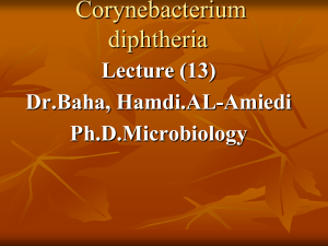 Corynebacterium  Lecture (13) Dr.Baha, Hamdi.AL-Amiedi