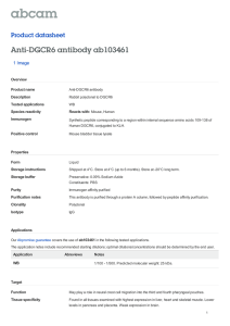Anti-DGCR6 antibody ab103461 Product datasheet 1 Image Overview
