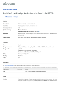 Anti-Hes1 antibody - Aminoterminal end ab137530 Product datasheet 1 References 1 Image