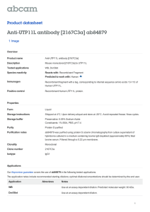 Anti-UTP11L antibody [2167C3a] ab84879 Product datasheet 1 Image