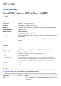 Anti-MEF2A (phospho S408) antibody ab51151 Product datasheet 1 Image Overview