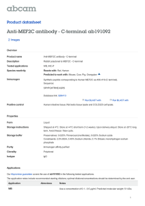 Anti-MEF2C antibody - C-terminal ab191092 Product datasheet 2 Images