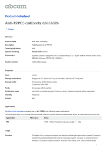 Anti-TRPC5 Antibody ab116326 Datasheet