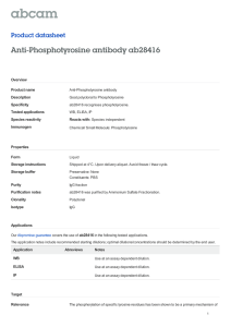 Anti-Phosphotyrosine antibody ab28416 Product datasheet Overview Product name