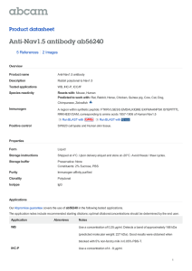 Anti-Nav1.5 antibody ab56240 Product datasheet 5 References 2 Images