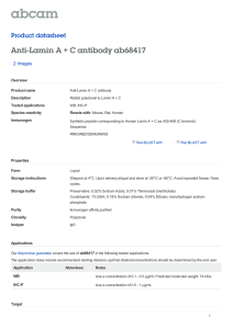 Anti-Lamin A + C antibody ab68417 Product datasheet 2 Images Overview