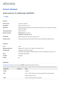 Anti-Lamin A antibody ab55431 Product datasheet 2 Images Overview