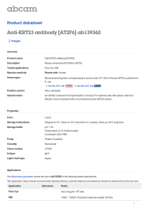 Anti-KRT23 antibody [AT2F6] ab139362 Product datasheet 2 Images Overview