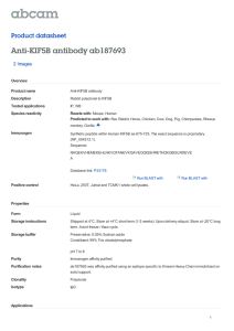 Anti-KIF5B antibody ab187693 Product datasheet 2 Images