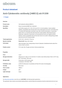 Anti-Cytokeratin antibody [34BE12] ab191208 Product datasheet 2 Images Overview