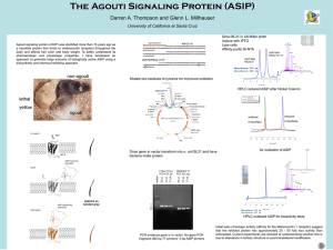 The Agouti Signaling Protein (ASIP) University of California at Santa Cruz