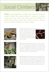 Social Climbers  Vines