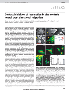 LETTERS Contact inhibition of locomotion in vivo controls neural crest directional migration