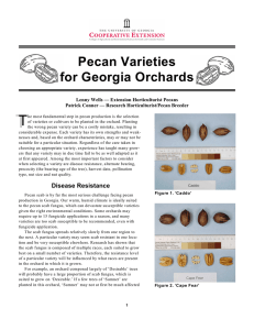 Pecan Varieties for Georgia Orchards: A Grower's Guide