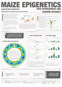 MAIZE EPIGENETICS HOW ENVIRONMENT AND GENOME INTERACT
