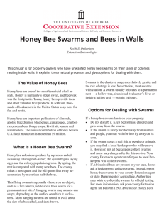 Honey Bee Swarms and Bees in Walls