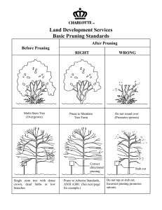 Land Development Services Basic Pruning Standards After Pruning