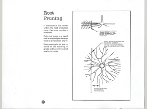 Root Pruning Guidelines: Depth, Technique, and Protection