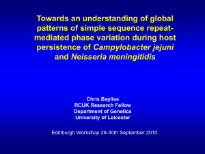 Towards an understanding of global patterns of simple sequence repeat-